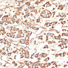 Cell Biology Antibodies 12 Anti-KIR3DS1 Antibody CAB9936