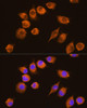 Cell Biology Antibodies 12 Anti-NAGA Antibody CAB9942