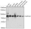 Cell Biology Antibodies 12 Anti-SUPV3L1 Antibody CAB9951