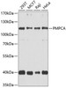 Cell Biology Antibodies 12 Anti-PMPCA Antibody CAB9965