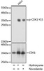 Cell Death Antibodies 2 Anti-Phospho-CDK1-Y15 Antibody CABP0016