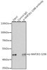 Cell Biology Antibodies 16 Anti-Phospho-MAP2K1-S298 Antibody CABP0063