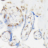 Cell Biology Antibodies 16 Anti-Phospho-VASP-S239 Antibody CABP0187