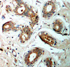 Cell Biology Antibodies 16 Anti-Phospho-YWHAZ-S58 Antibody CABP0195