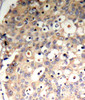 Cell Biology Antibodies 16 Anti-Phospho-PTPN6-Y536 Antibody CABP0440