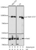 Immunology Antibodies 3 Anti-Phospho-Stat3-S727 Antibody CABP0474