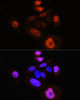 Epigenetics and Nuclear Signaling Antibodies 4 Anti-Phospho-YAP1-S127 Antibody CABP0489