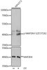 Cell Death Antibodies 2 Anti-Phospho-MAP2K4-S257/T261 Antibody CABP0541