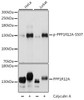Cell Biology Antibodies 16 Anti-Phospho-PPP1R12A-S507 pAb Antibody CABP0769
