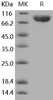 Mouse CD14 Recombinant Protein (RPES0114)