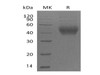 Mouse CD48 Recombinant Protein (RPES0146)