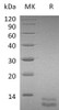 Mouse CXCL1 Recombinant Protein (RPES0205)