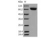 Rat ICAM/CD54 Recombinant Protein (RPES0223)