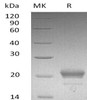 Mouse CXCL15/Lungkine Recombinant Protein (RPES0243)
