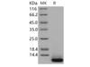 Human SPINK4 Recombinant Protein (RPES0348)