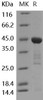 Human Interleukin8/IL8 Recombinant Protein (GST Tag) (RPES0519)