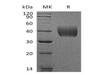 Mouse TissueÂ Factor/TF Recombinant Protein (RPES0538)
