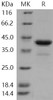 Human PCBP1 Recombinant Protein (His Tag) (RPES0578)