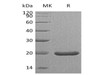 Mouse SHH (C25II) Recombinant Protein  (RPES0633)