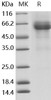 Human LILRB4/CD85k/ILT3 Recombinant Protein (RPES0715)