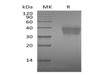 Mouse PD/PDCD1 Recombinant Protein (RPES0814)
