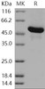 Human GBA3/CBGL1 Recombinant Protein (RPES0853)