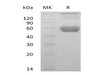 Mouse GITR/TNFRSF18 Recombinant Protein (RPES0865)