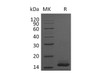 Mouse PDGF-BB Recombinant Protein (RPES0906)