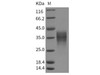 Human LIF Recombinant Protein (HEK293 Cells) (Active) (RPES1055)
