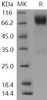 Human ICOS Ligand/ICOSL Recombinant Protein (RPES1068)