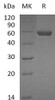 Mouse Carboxypeptidase M/CPM Recombinant Protein (His Tag) (Active) (RPES1136)