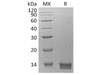 Human CXCL14 Recombinant Protein (RPES1329)