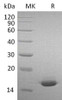 Mouse Interferon A-2/IFNA2 Recombinant Protein (RPES1372)