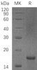 Human PDCD4/H731 Recombinant Protein (RPES1408)