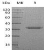 Human PRSS22/BSSP-4 Recombinant Protein (RPES1467)