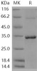 Human NMNAT1/NMNAT Recombinant Protein (RPES1536)