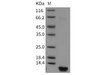 Human Insulin Recombinant Protein (Active) (RPES1561)