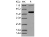 Mouse CES2 Recombinant Protein (RPES1598)