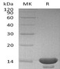 Cystatin C/CST3 Recombinant Protein (E.coli) (RPES1681)