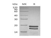Human SUMO1 Recombinant Protein (RPES1690)