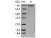 Mouse CD180/RP105/LY64 Recombinant Protein (Fc Tag) (RPES1798)