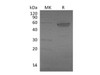 Mouse EDA2R/TNFRSF27 Recombinant Protein (RPES1831)