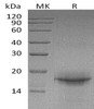 Mouse Interleukin-33/IL-33 Recombinant Protein (Active) (RPES1903)
