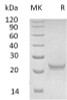 Human Interferon omega/IFNW1 Recombinant Protein (RPES1920)