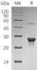 Human PPCDC Recombinant Protein (RPES1960)