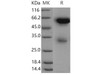 Mouse Legumain/LGMN Recombinant Protein (RPES2037)
