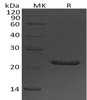 Placental Lactogen/CSH1 Recombinant Protein (RPES2043)