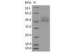 Mouse CD3D & CD3E Recombinant Protein (RPES2183)