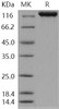 Human IGSF3/EWI-3 Recombinant Protein (RPES2201)