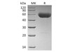 IL-22 Recombinant Protein (C-hIgG2 Fc) (RPES2229)